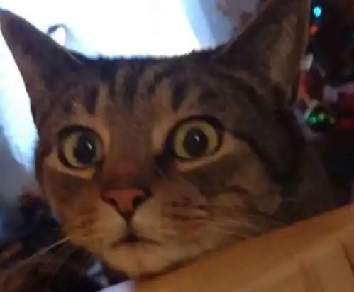 猫咪伸出小爪偷吃面包,结果被主人逮个正着,随后表情萌哭人