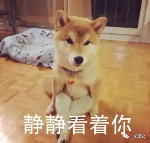 宠知识狗狗年龄判定技巧