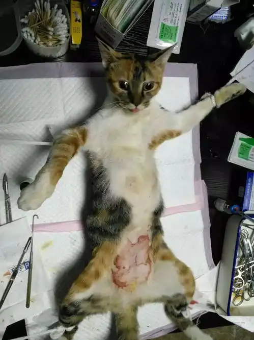 罗店这个小区的流浪猫在做绝育手术
