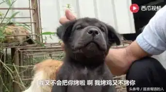 一文揭秘华农兄弟爆红的原因这个读者好漂亮,我们把她