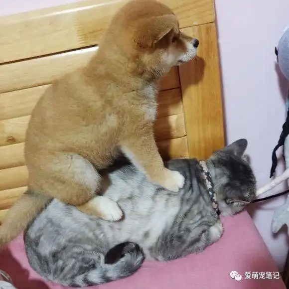 柴犬一屁股坐在原住民身上,还强吻猫咪,猫咪委屈的都要哭了