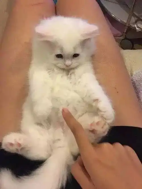 威力巨大,它一个回头就能勾走你的魂......你敢看吗