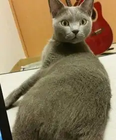 猫咪这么敏感的动物,即使是睡着了,主人一碰它蛋蛋马上醒