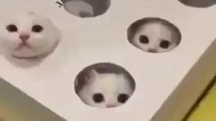 抖音上猫版海草海草大集合萌爆了