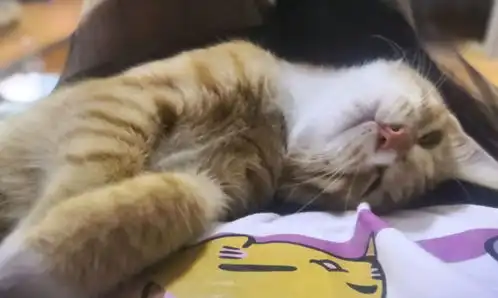 一些我喜欢的猫猫的瞬间