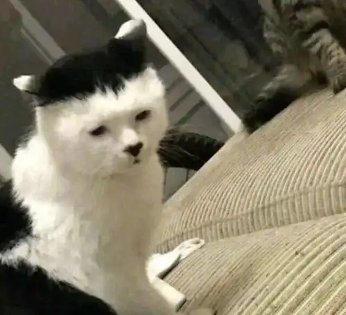 一只猫能丑到哪去,看完第一张图我窒息了