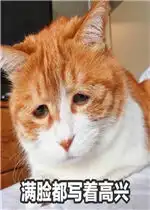 你说啥我没戴眼镜听不见系列橘猫搞笑表情图片满脸都写着高兴橘猫表情包下载乐游网游戏下载