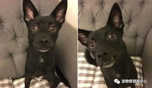 家中发现呕吐物,4只狗狗表情一致,究竟谁才是凶手