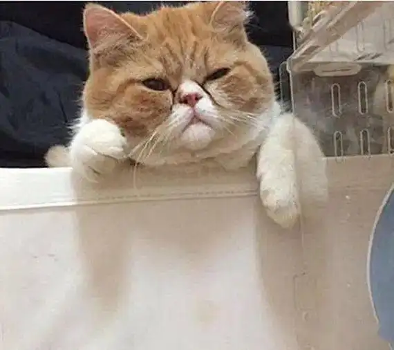 铲屎官买了只仓鼠,不想猫咪竟惦记上了,抓包后秒变表情包