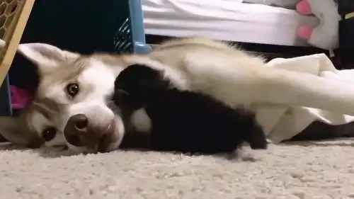 主人捡回来一只流浪猫,家里的哈士奇表情太逗了,生无可恋了