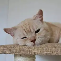 ins上一只常犯困的橘猫,每一个表情都能做表情包