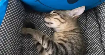 记录狸花猫做绝育手术的过程,喵星人的表情完美诠释了生无可恋