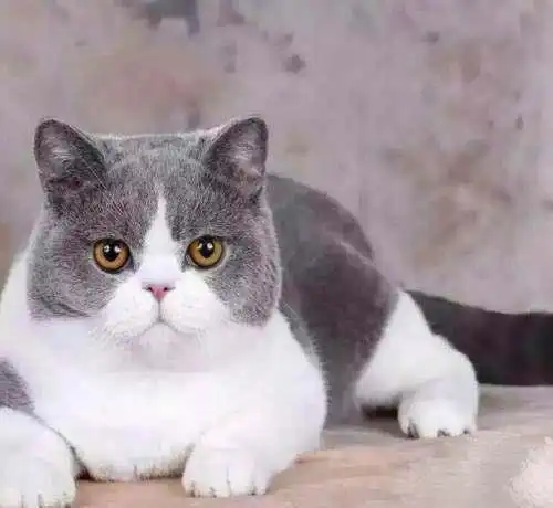 主人在整理行李箱,一回头,就被自家三只猫咪的表情萌的心都化了