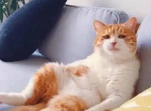 主人加班到早上才回家,沙发上的橘猫表情绝了你还知道回来