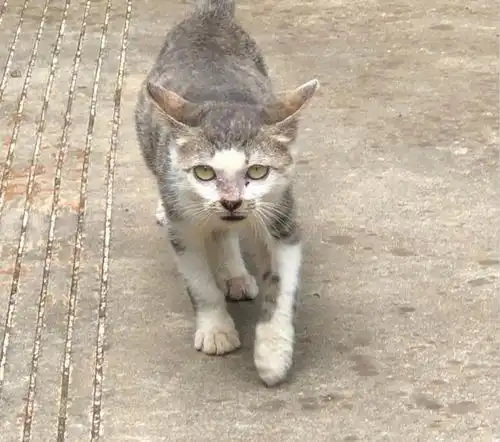 一只流浪猫的渴望表情,软化人心,收养后彼此相伴