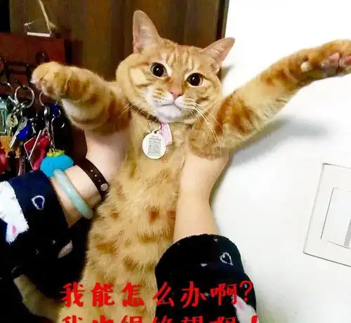 十只橘猫九只胖,还有一只特别胖这只橘猫的体型成就达成