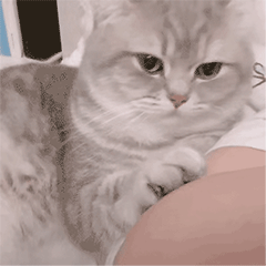猫咪gif表情包