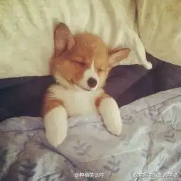萌萌哒的短腿柯基犬简直萌瞎了笑起来真的...电玩竞赛微博精选