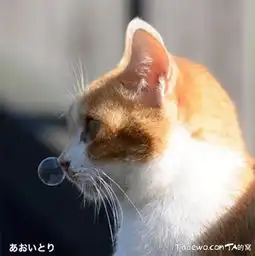 萌猫咪的图片,感受它们的治愈魔力吧