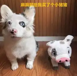 柯基犬第一次逛超市露出这幅表情,看到主人只给自己买后瞬间变脸