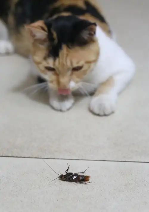 猫的这五种举动,代表喵星人爱你爱得深沉