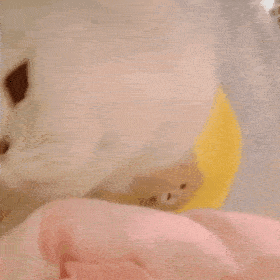 网红猫咪蛋蛋表情包二