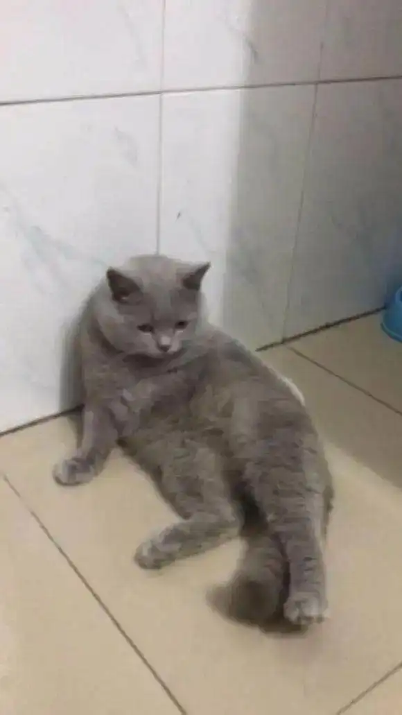 蓝猫做完绝育后依然乱叫,第二天看到猫的表情完了,摊上大事了