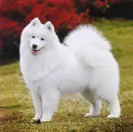 有一种狗叫什么摩耶