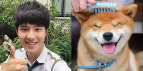 柴犬系男友刘昊然,想拥有嘛