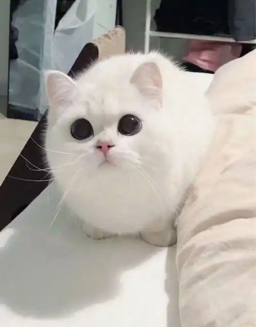 有没有奶萌奶萌的小猫咪表情包