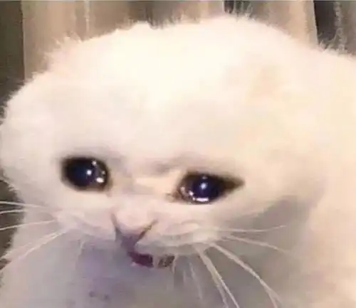 小猫咪能有什么坏心眼儿不过是装哭骗感情罢了