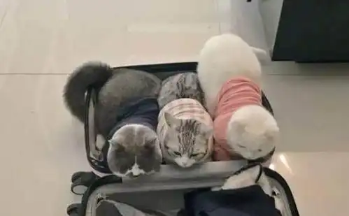 主人在整理行李箱,一回头,就被自家三只猫咪的表情萌的心都化了