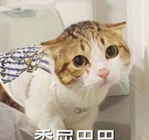 养猫对孩子不好no养孩子对猫才不好太费猫了