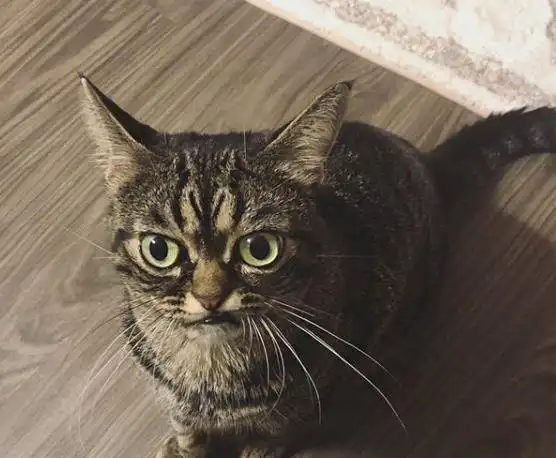 世界上脸最臭的猫,坐拥数十万粉丝,随便一张照片都是表情包