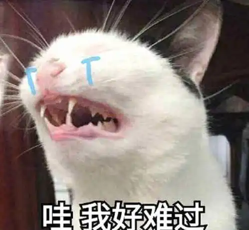 猫咪要做绝育手术了,需要哪些注意事项,绝育之后猫咪会健康吗