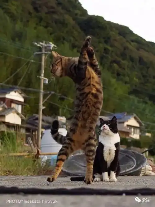 网友拿逗猫棒逗3只猫,两只都玩疯了,而边上猫的表情笑喷了