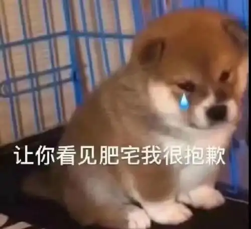 表情包大全日常斗图表情包