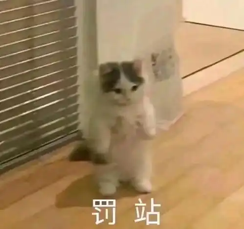 猫猫表情包