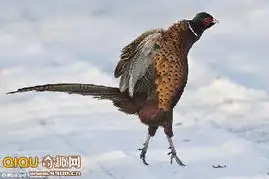 英国动物御寒术,野鸡脚尖走路