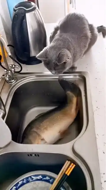 猫我去,吓老子一跳