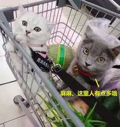网友带两只猫咪逛超市,结果猫咪表情笑坏众人,回头率超高