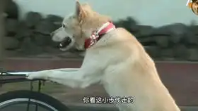 泪目两只忠诚的牧羊犬勇猛追击入侵野狼,没想到中了狼群的陷阱,一只英勇战死