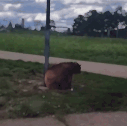 快手抖音热门熊猫头表情包