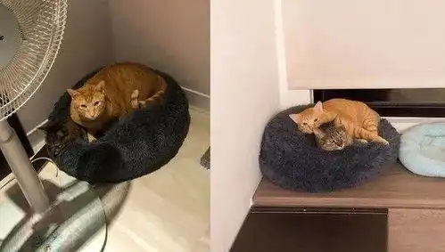 橘猫趴窝肚底诡颤抖,孵出小萌毛,网友压扁了吧