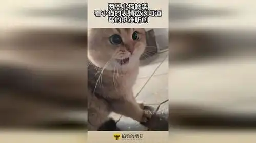 两只小猫吵架,看小猫的表情应该知道,骂的挺难听的