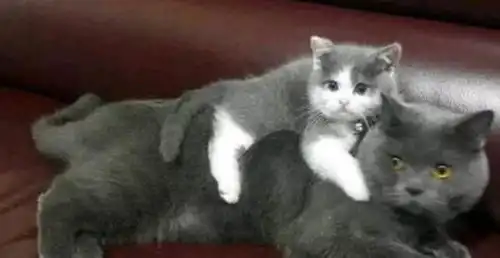 猫宝宝睡猫咪身上的样子可把主人给萌坏了,不过猫咪的表情却亮了
