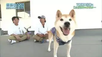 日本16岁超萌表情包柴犬北登逝世哀悼,祝愿走好