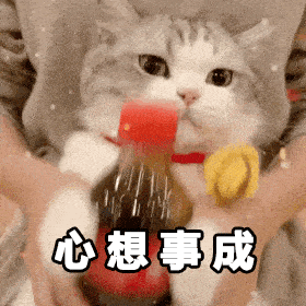 猫百科给大家拜年啦
