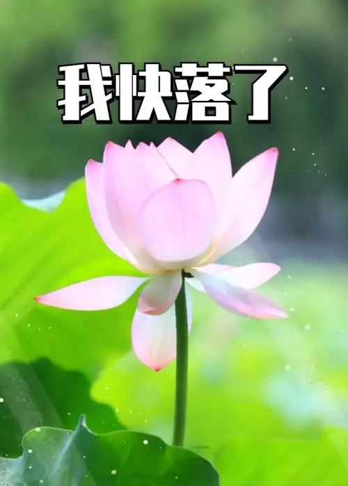 好运莲莲深圳人,你的专属夏日表情包来了