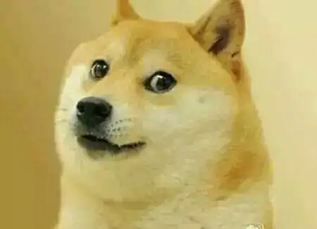 一只老爱贱笑的柴犬,笑起来像个表情包,让人忍不住想揪它小肥脸